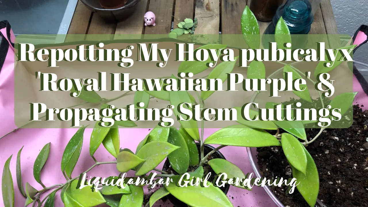 Repotting Hoya pubicalyx 'Royal Hawaiian Purple' and Propagating Hoyas from Stem Cuttings