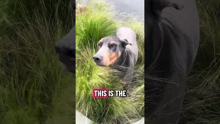 #fyp #dream #doberman #pets #vlog
