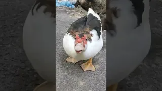 Muscovy Duck Sounds 