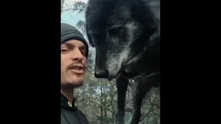 أكبر الذئاب في العالم ذئب 