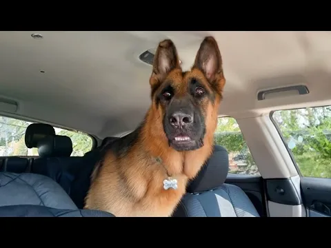 Download MP3 German Shepherd worries when realizes he's at the vet! | Funny Pet's Reaction