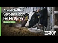 Are High-Oleic Soybeans Right for My Dairy Operation