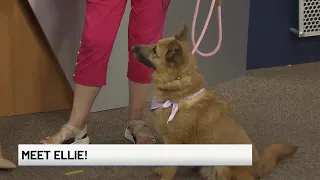 Meet Ellie five-year-old adoptable dog