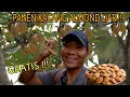 Lagu PANEN KACANG ALMOND LIAR PERDANA!!  DAPAT BANYAK !!!