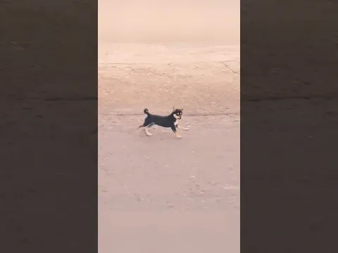He Crosses a River Everyday Just to Play 🐶❤️