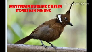 Download Suara Burung CILILIN JERNIH dan Panjang MP3