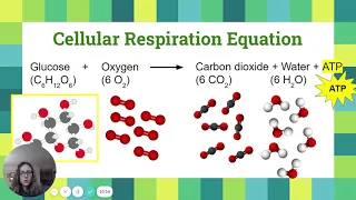 Cellular Respiration Equation