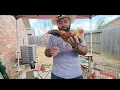 gallitos aztecas aliquines kikirikis