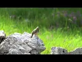 Lagu Ortolan Bunting (Emberiza hortulana) - Prenj mountain