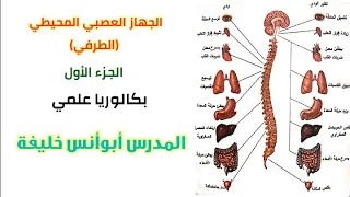 الجهاز العصبي المحيطي الطرفي 1 بكالوريا علمي 
