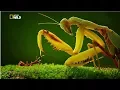 Download Lagu Strangest Insects in the World New Documentary HD 2017