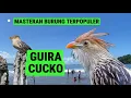 Lagu Masteran Suara tembakan burung guira cucko gacor untuk masteran isian murai batu #masteranburung 