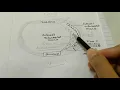 Respiratory system of rat part-4 by AKSHITA MAHESHWARI
