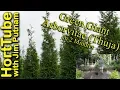 Green Giant Arborvitae Thuja in 2 Minutes