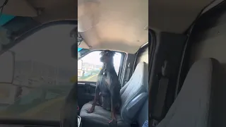 #Fyp #fypシ #pets #doberman #vlog
