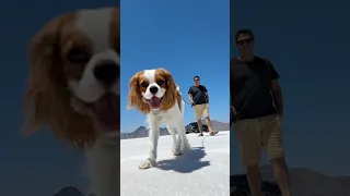 My pup is living his best life, loving every step of this unique adventure. #fypviralシ