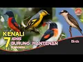 BURUNG SEPAH // 7 JENIS BURUNG SEPAH \u0026 DESKRIPSI SINGKAT.