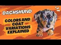 Dachshund Colors and Coat Variations Explained