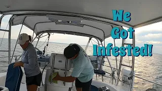 We Got Infested 🦟 Cruising the ICW