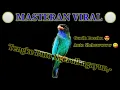 MASTERAN TENGKE BUTO NGAYUN #masteranburung #suaraburung #tengkebuto