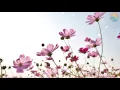 Download Lagu Arms of Heaven (Relaxing Instrumental Music)