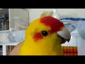 Download Lagu Kakariki Laki-laki bernyanyi sangat KERAS 🐥🎶