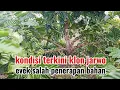 Download Lagu review klon kopi yang cocok di bulan 8 penyambungan nya klon jarwo,daun lebar,tugu super