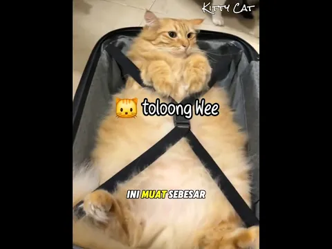 Kakak Ini Membagikan Tempat Penyimpanan kucing Saat Mereka Lagi Rewel 🐱 #kucinglucu #kucingoyen