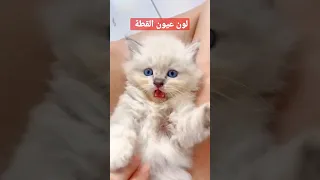 لون عيون القطة الجميلة يوميات قطتي البيضاء Daily My Cats Whaite My White Cats Vlog 