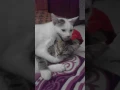 gebu love his brother musang
