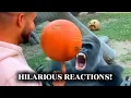 Gorilla Reactions That Shouldn’t Be This Funny