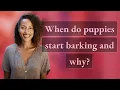 When do puppies start barking and why