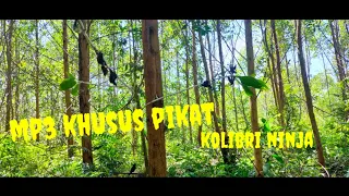 mp3 khusus pikat konin anti zonk