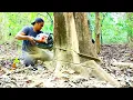 Senso stihl 070 tebang Pohon Bitti Tua‼️Operator sampai Kewalahan menahan kerasnya‼️