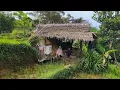 Download Lagu Pemberani.. Sepasang Lansia Menikmati Masa Tua Memilih Tinggal Di Rumah Terpencil Pinggir Hutan