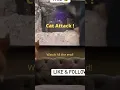 Cat attack Cutest ever! https://bit.ly/3o80g1z