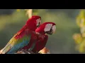 A Small Bird and a Branch Full of Red Berries | Calm Piano Music