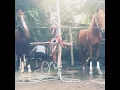 Download Lagu Grand Mayora Fahira Horse Racing