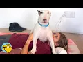Rescued Bull Terrier Ignores Everyone When His Dad Comes Home