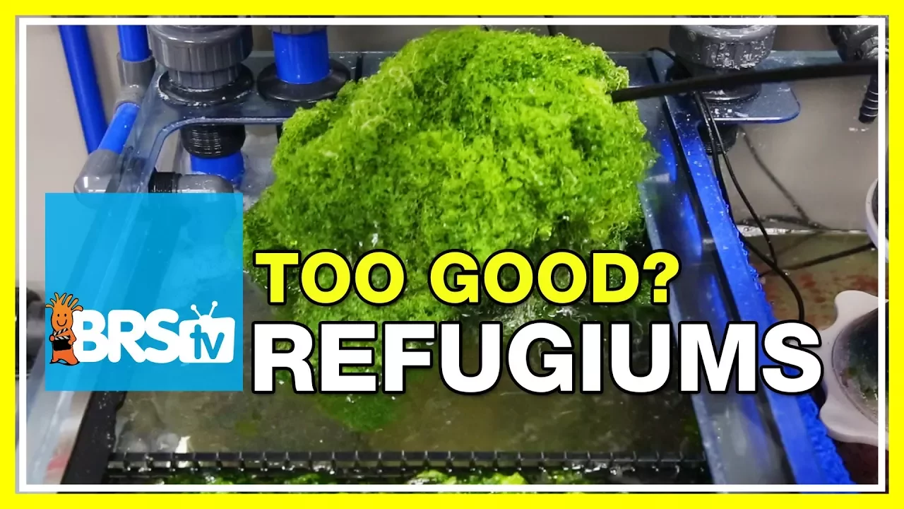 FAQ #45: Can my refugium work too well?