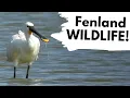 Download Lagu 2 Lifetime firsts on a BRITISH WILDLIFE ADVENTURE!
