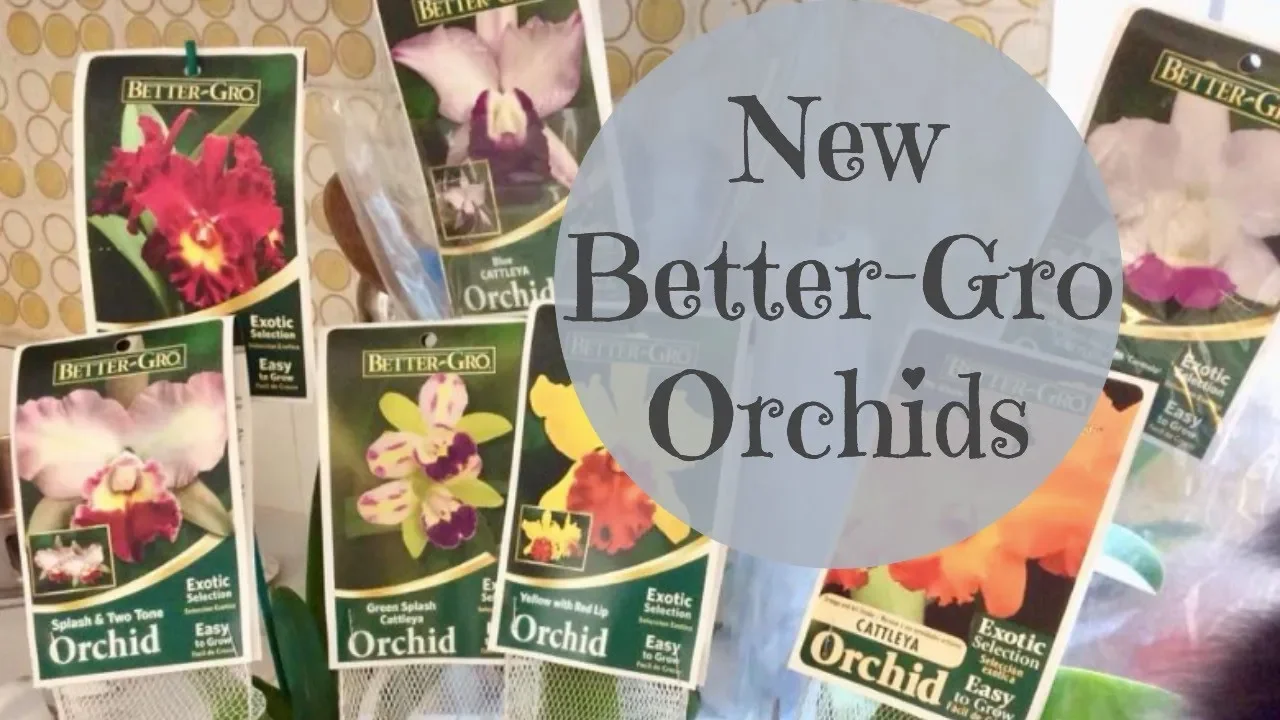 NEW BETTER GRO CATTLEYA ORCHIDS JULY 2018