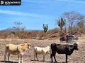 GRUPO AZTECA  [ LAS CARAVANAS DE OLEGARIO 2025