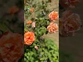 Download Lagu “In a world full of thorns, be someone’s rose.”