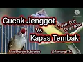 KOMPILASI SUARA JERNIH CUCAK JENGGOT DENGAN KAPAS TEMBAK 1 JAM TANPA IKLAN