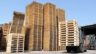The process of mass-producing wooden pallets from giant trees Pallet factory in Korea