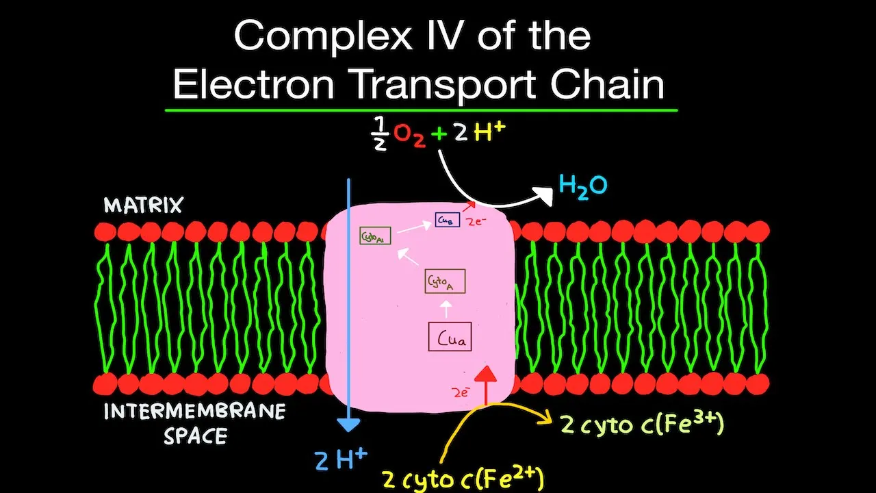 Biochemistry: Complex IV of the Electron Transport Chain EASY!  (Complex 4 of the ETC!)