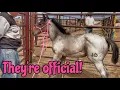BIG MUDDY rodeo BRANDING more foals PLENTY