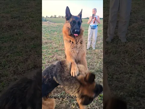 🔥Jezzy and Jolly are fighting. German Shepherds, Odessa, 2026