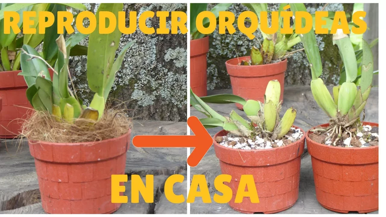 MÉTODOS DE REPRODUCCIÓN DE ORQUÍDEAS EN CASA ORQUIPLANET